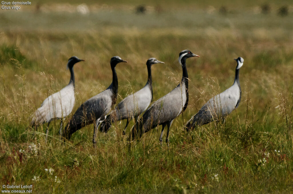 Demoiselle Crane