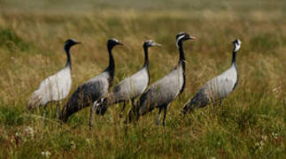 Demoiselle Crane