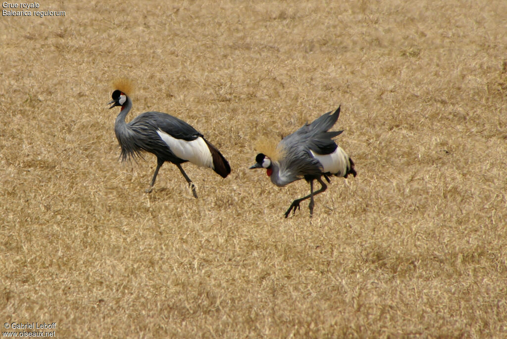 Grey Crowned Crane