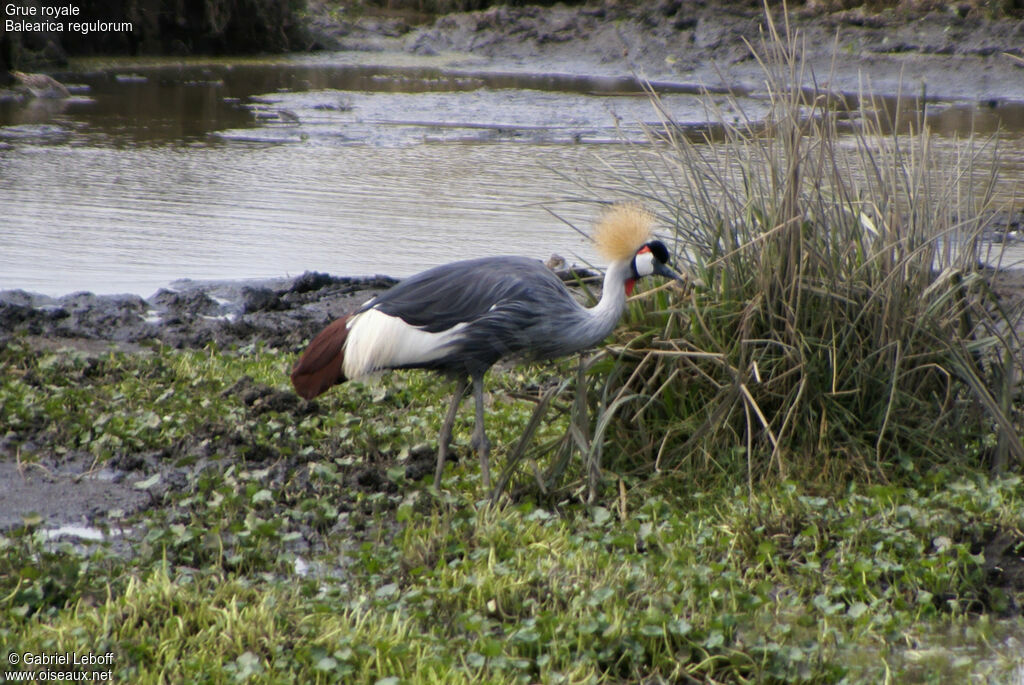 Grey Crowned Crane