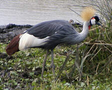 Grey Crowned Crane