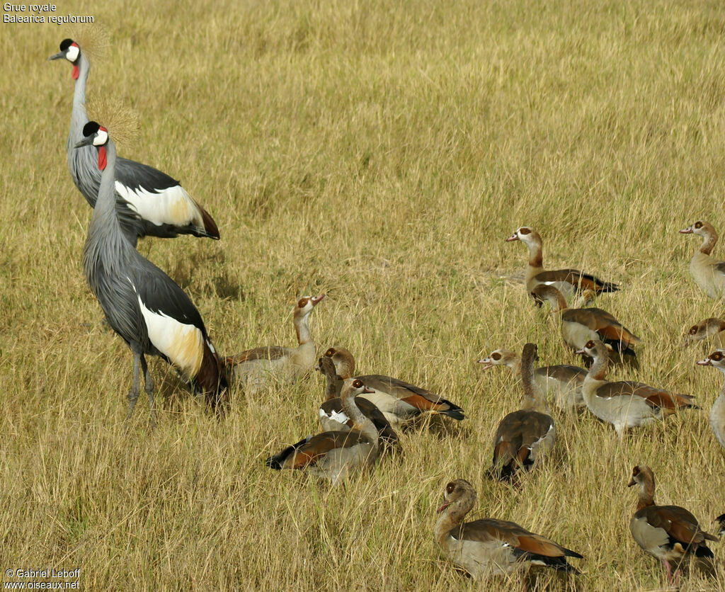 Grey Crowned Crane