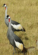 Grey Crowned Crane