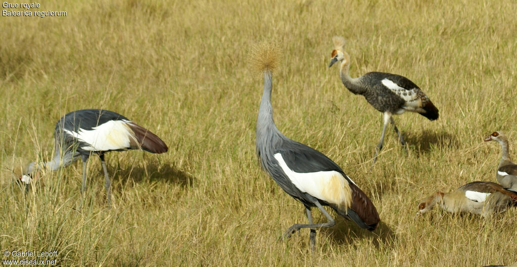 Grey Crowned Cranejuvenile