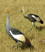 Grey Crowned Crane