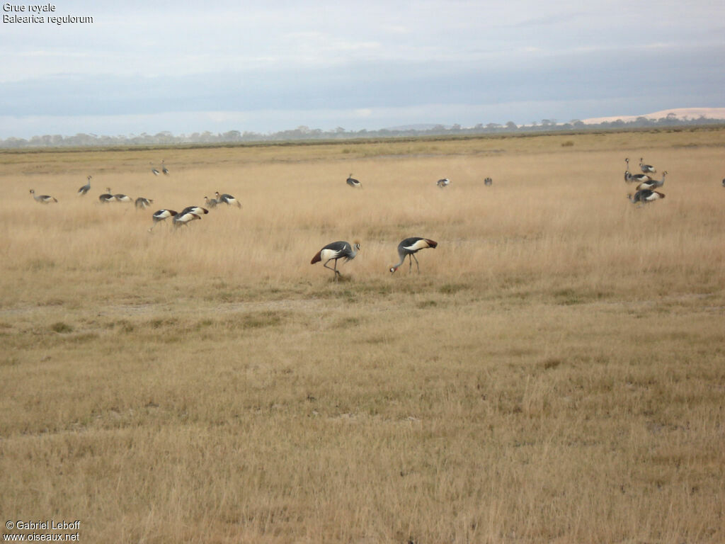 Grey Crowned Crane