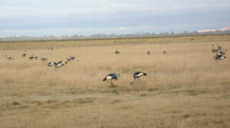 Grey Crowned Crane