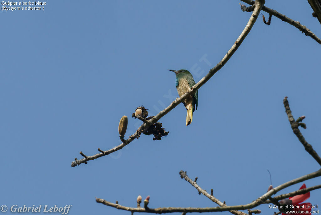 Blue-bearded Bee-eater