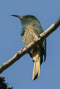 Blue-bearded Bee-eater