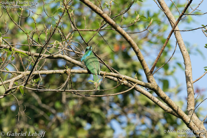 Blue-bearded Bee-eater