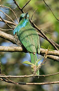 Blue-bearded Bee-eater