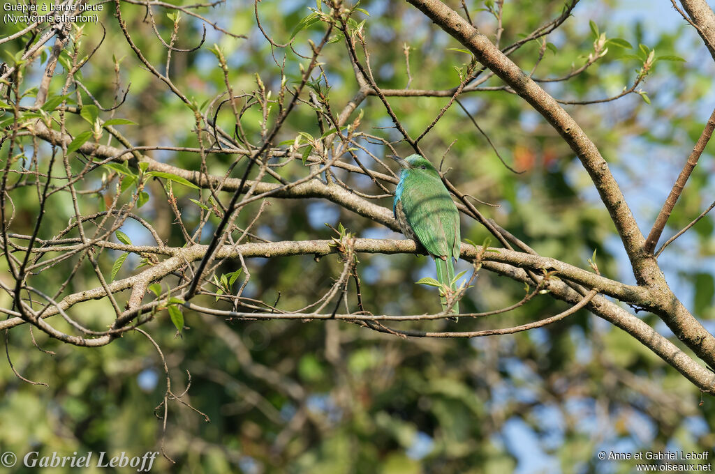 Blue-bearded Bee-eater