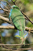 Blue-bearded Bee-eater