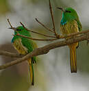 Guêpier à barbe bleue