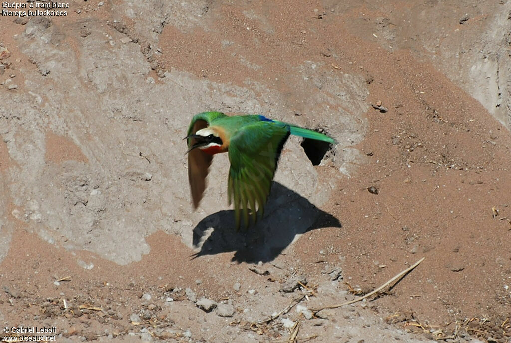 White-fronted Bee-eater