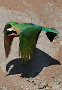 White-fronted Bee-eater