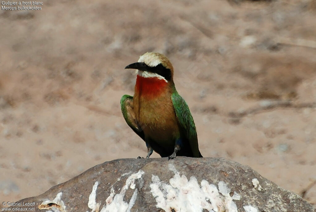 White-fronted Bee-eater