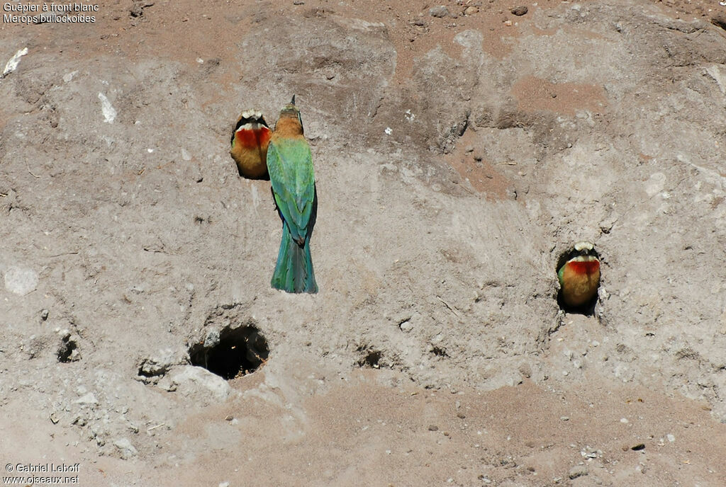 White-fronted Bee-eater