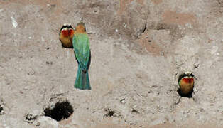 White-fronted Bee-eater