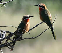 White-fronted Bee-eater