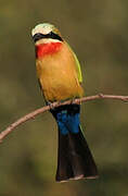 White-fronted Bee-eater