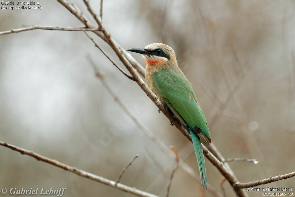 White-fronted Bee-eater