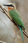 White-fronted Bee-eater