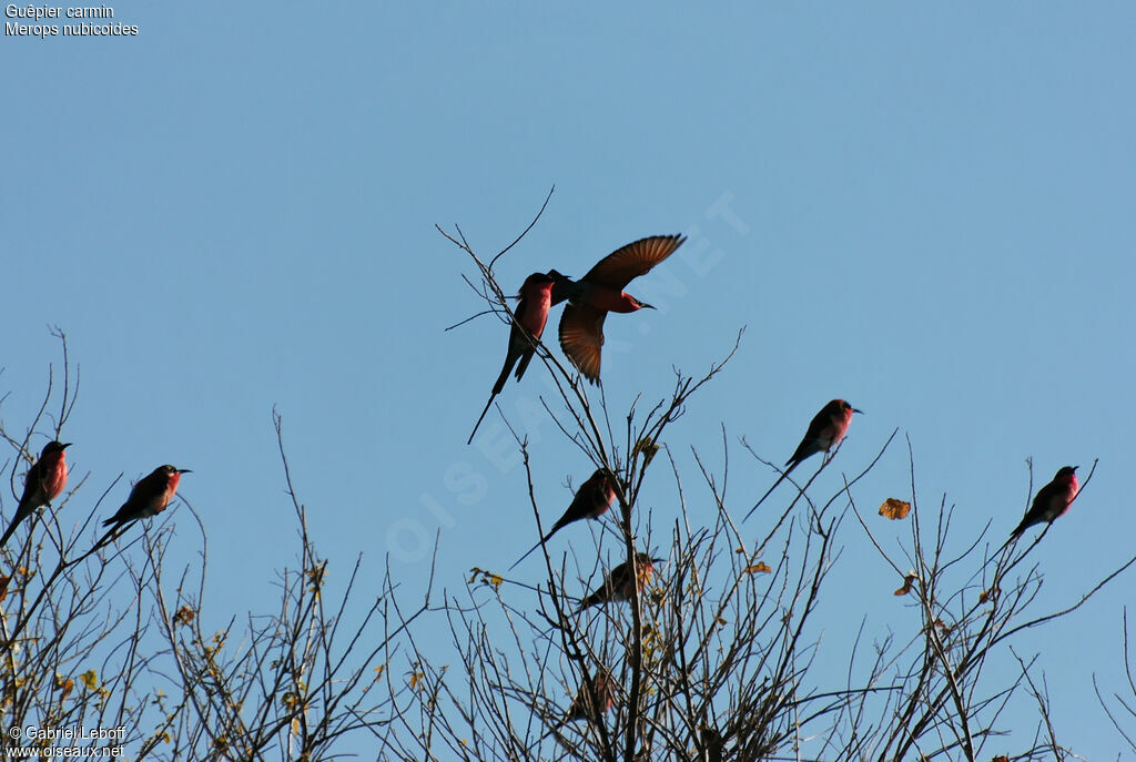 Southern Carmine Bee-eater