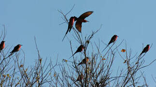 Southern Carmine Bee-eater