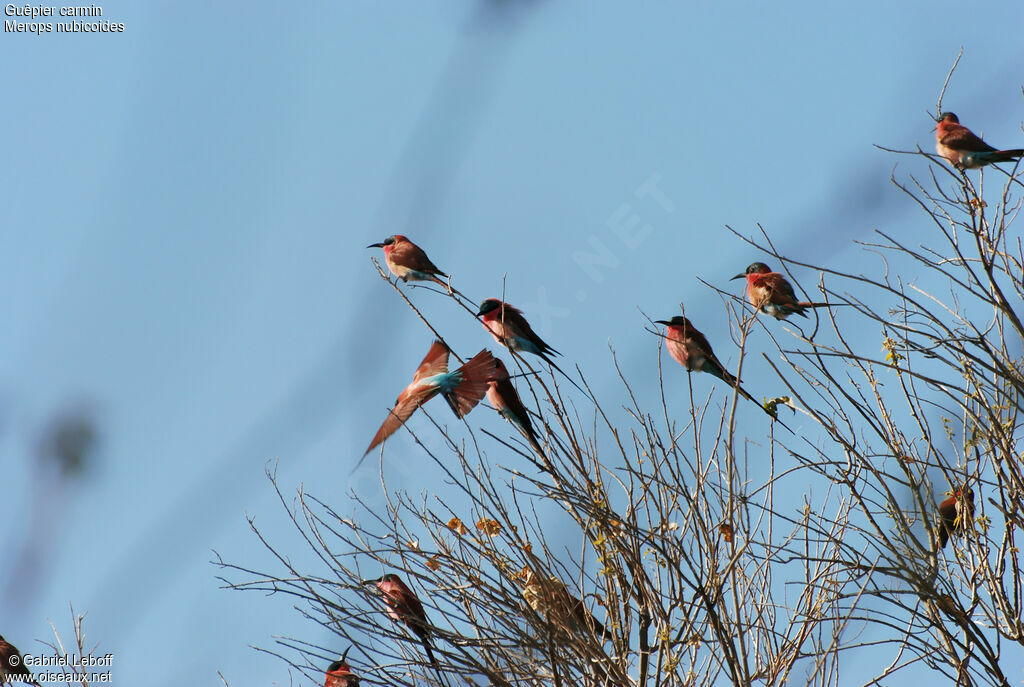 Southern Carmine Bee-eater