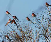 Southern Carmine Bee-eater