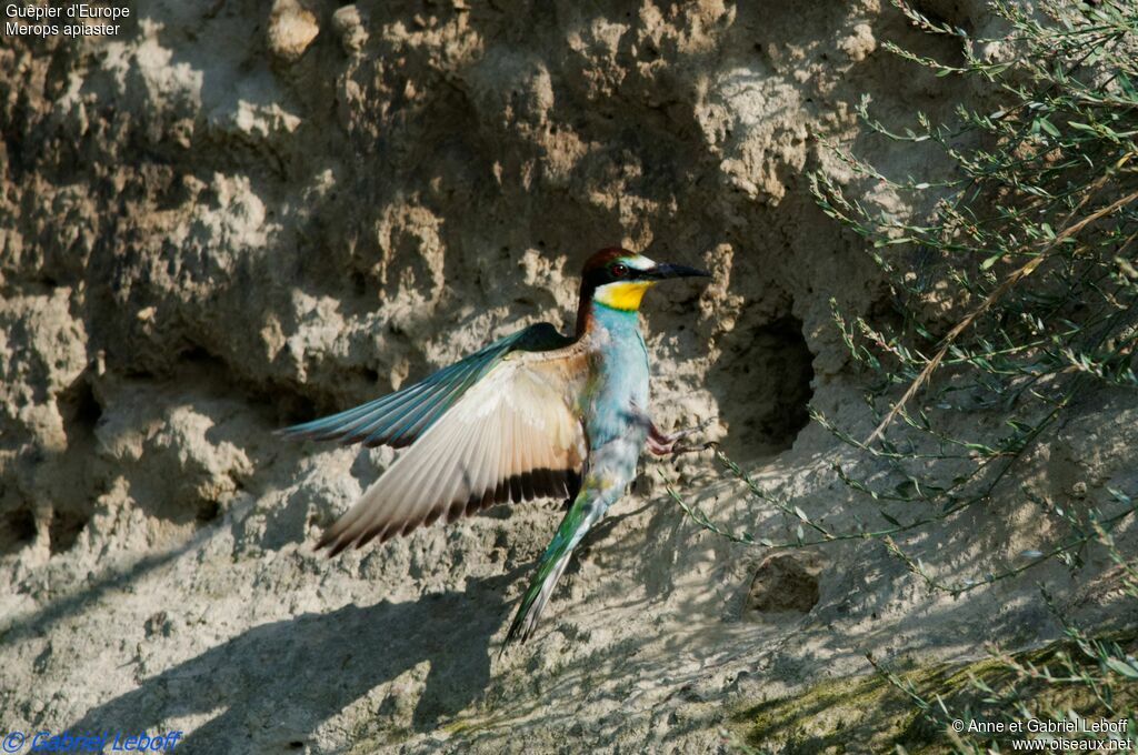 European Bee-eater