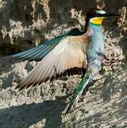 European Bee-eater