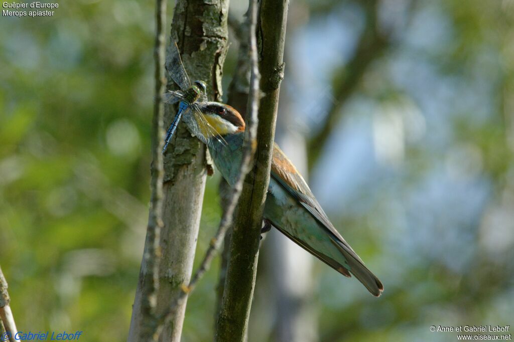 European Bee-eater