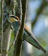 European Bee-eater