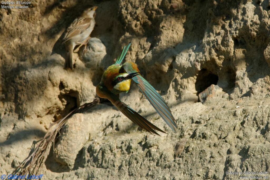 European Bee-eater