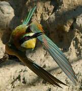 European Bee-eater