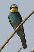 European Bee-eater