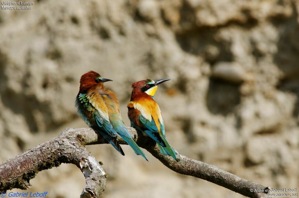 European Bee-eater