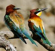 European Bee-eater