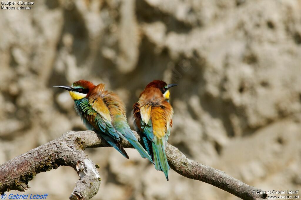 European Bee-eater