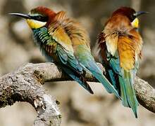 European Bee-eater