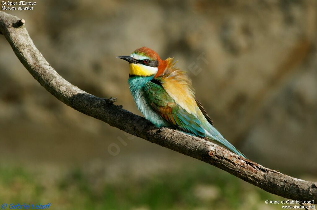 European Bee-eater