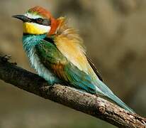 European Bee-eater