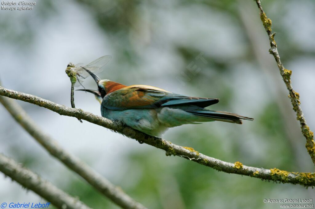 European Bee-eater