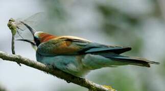 European Bee-eater