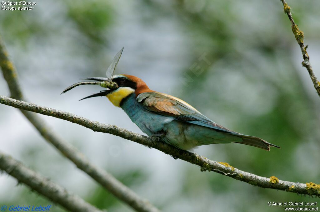 European Bee-eater