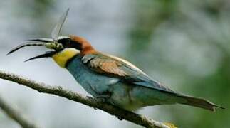 European Bee-eater