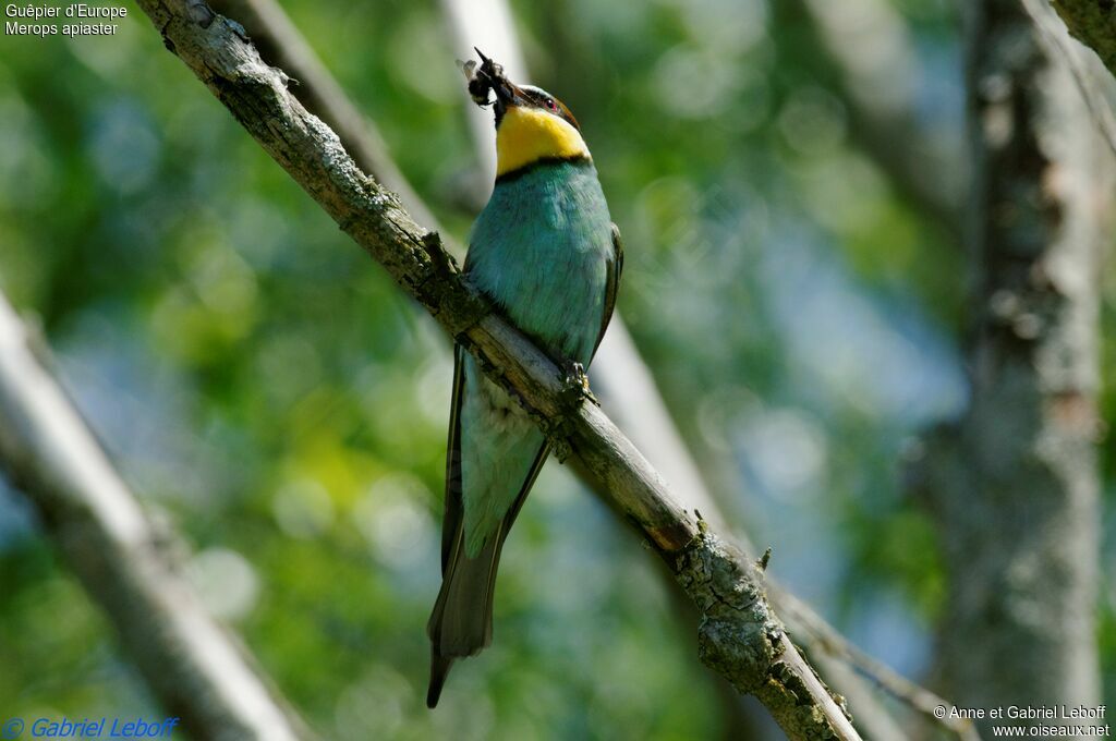 European Bee-eater