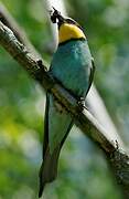 European Bee-eater